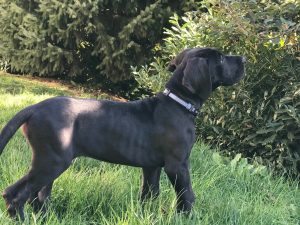 9 week old great dane pup for sale