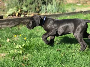 9 week old great dane pup for sale