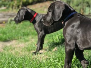9 week old great dane pup for sale
