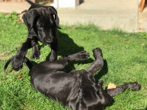 9 week old great dane pup for sale
