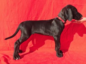9 week old great dane pup for sale