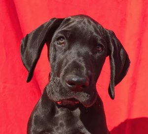 9 week old great dane pup for sale