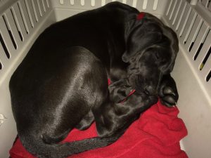 9 week old great dane pup for sale